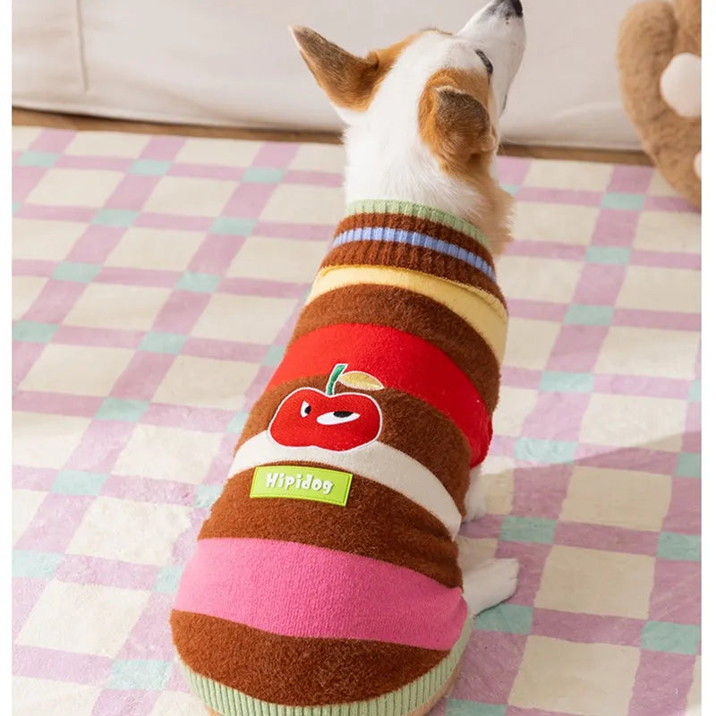 Corgi dog wearing a rainbow apple striped knitted pullover sweater in brown, standing on grass