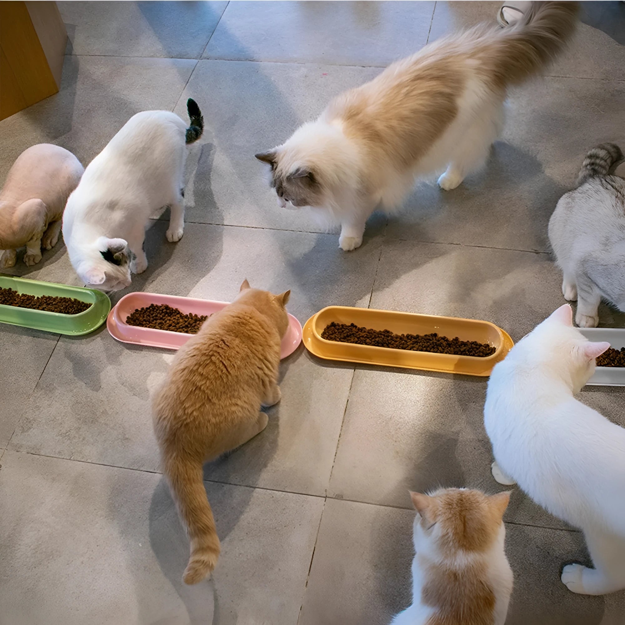 Green leakproof pet feeder bowls with non-slip base for dog and cat feeding