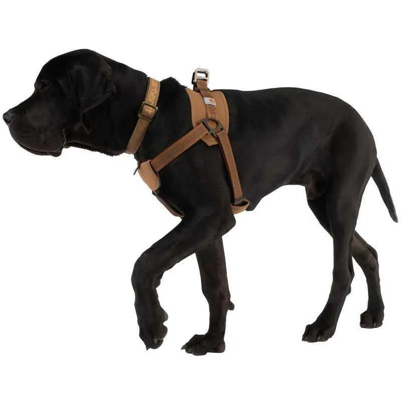 Dog wearing adjustable chest strap training belt with reflective hand holding rope attached