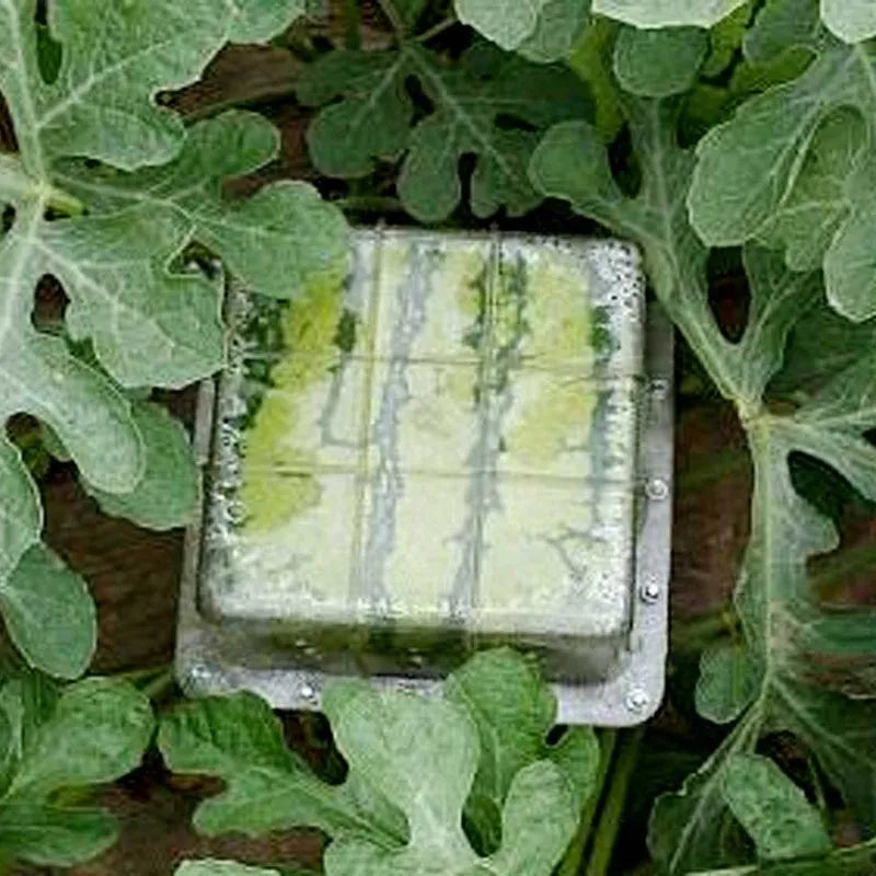 Square plastic watermelon growth mould for creating cube-shaped fruit in agricultural settings