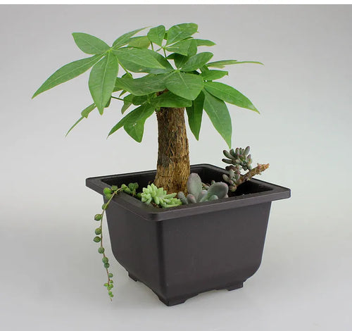 Dark brown antique style recycled plastic plant pot in large rectangle shape for garden or home use