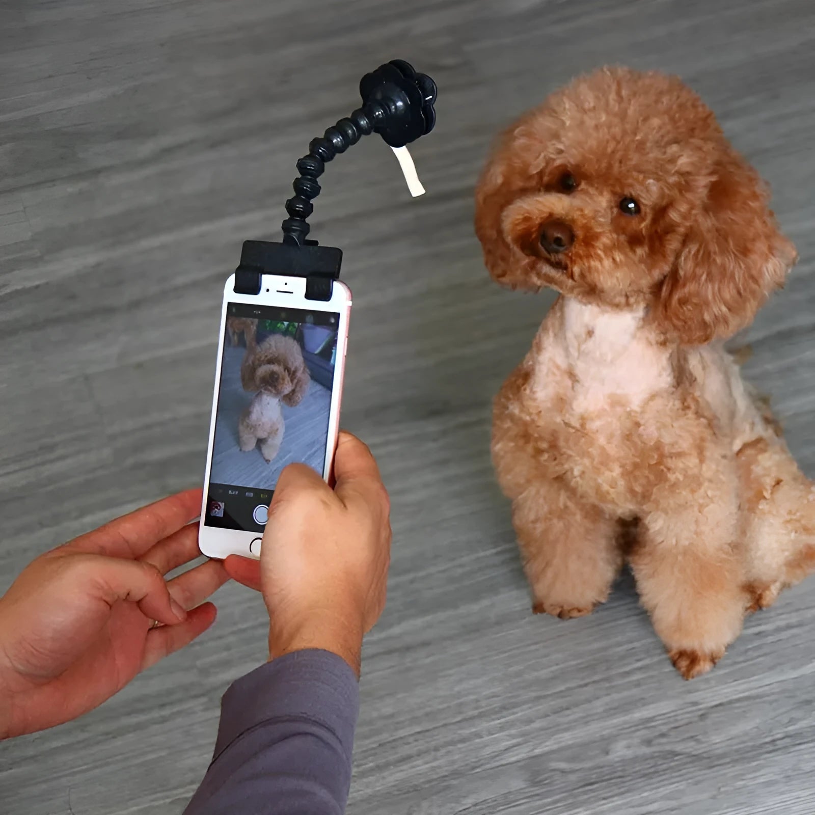 Black pet selfie stick with square clip and removable flower accessory for holding pet ID cards