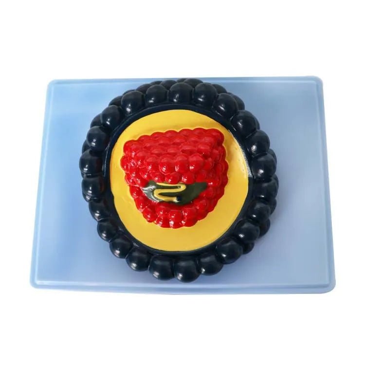 Black PVC virus biological model for medical education, 20 cm long.