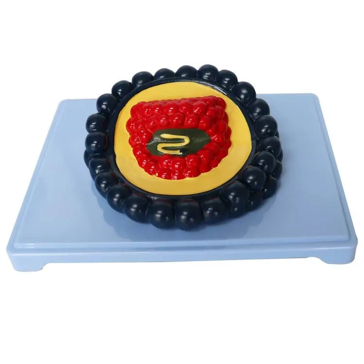 Black PVC virus biological model for medical education, 20 cm long.