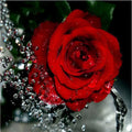 Hand-painted frameless rose canvas artwork measuring 40x50cm with water drop red rose design
