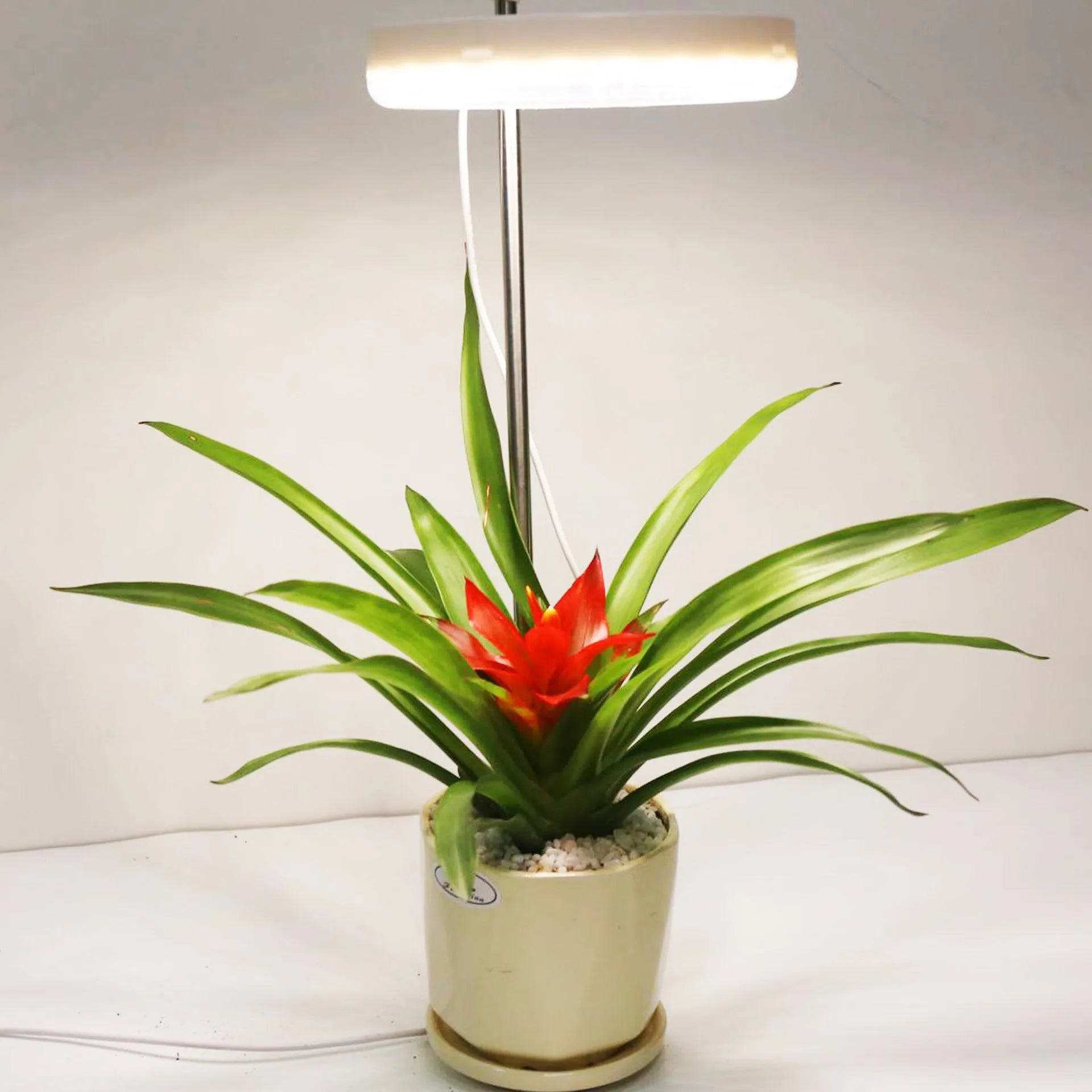 A slender plant growth lamp for desks, showing single and double head options in full spectrum light.