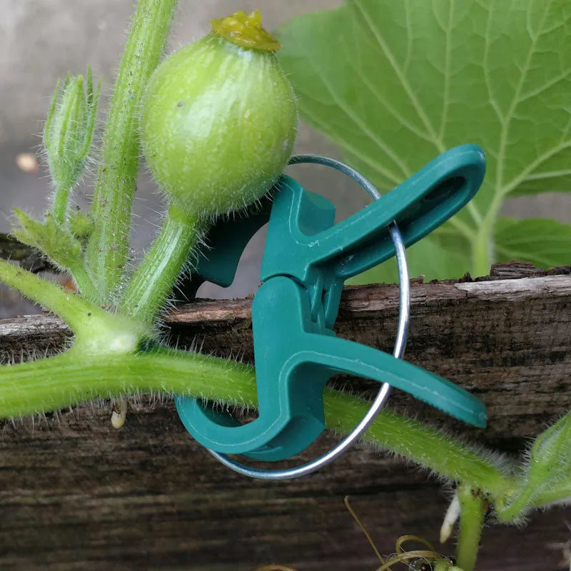 Green plastic and zinc plant fixing clips for supporting tomatoes, cucumbers, and climbing vines.