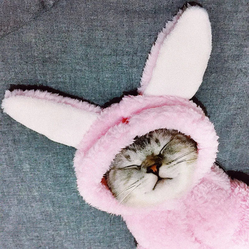 Cute pink rabbit design cat clothes made from soft cotton on a cat