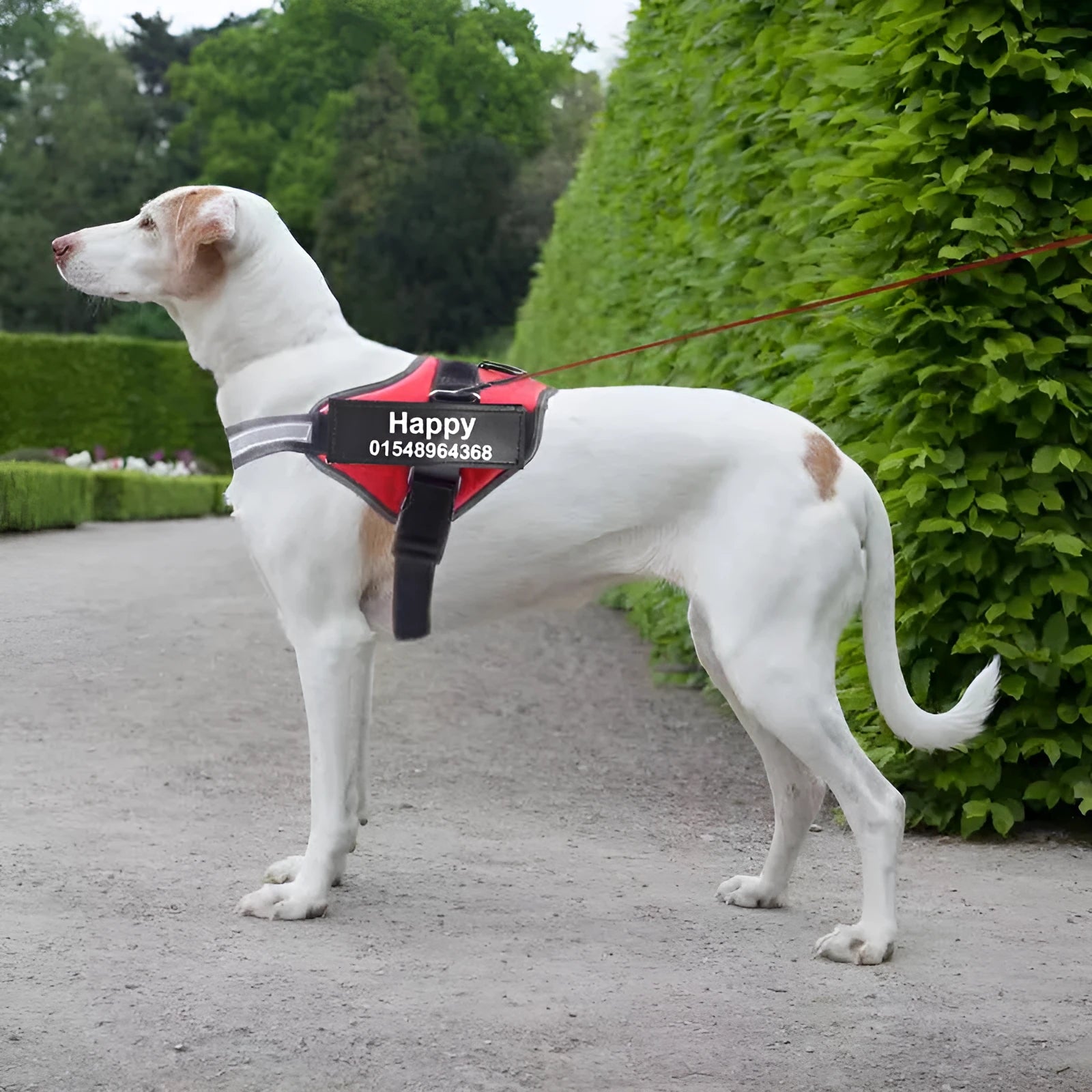 A personalised nylon dog harness with reflective strips, adjustable chest strap, and a sturdy handle shown on a dog.