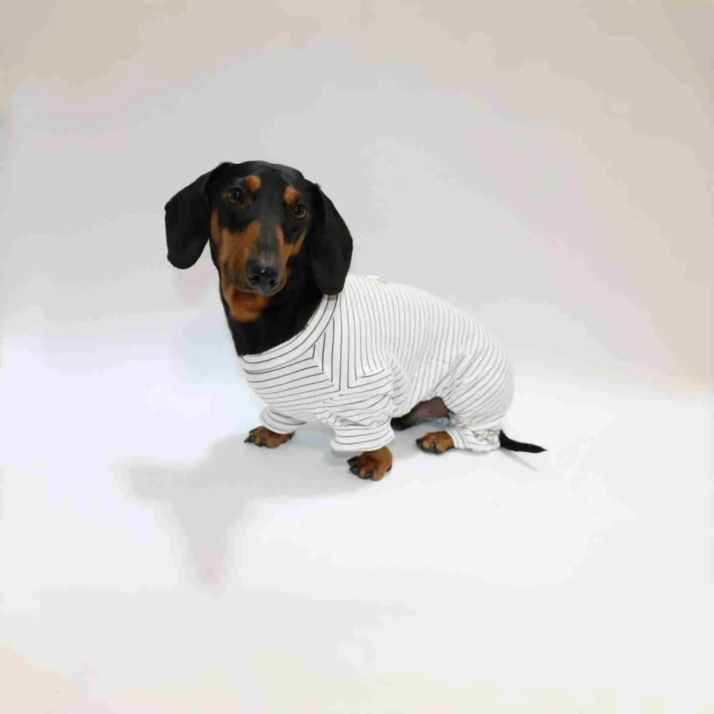 Thin striped four-legged pet clothes in white with black stripes or navy blue, sizes S to XXL