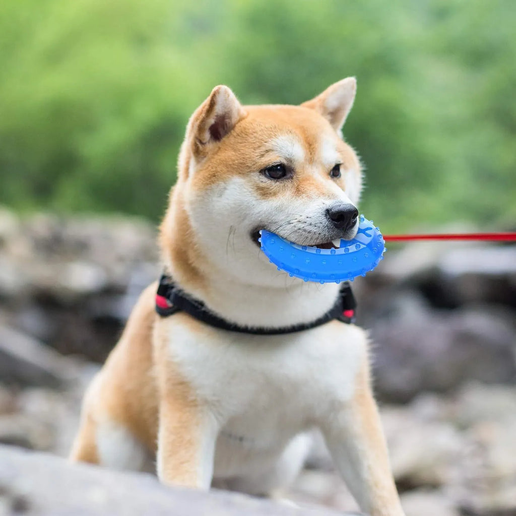 A freezable bone or circle-shaped dog chew toy, shown with treats, designed for cooling and teething relief.