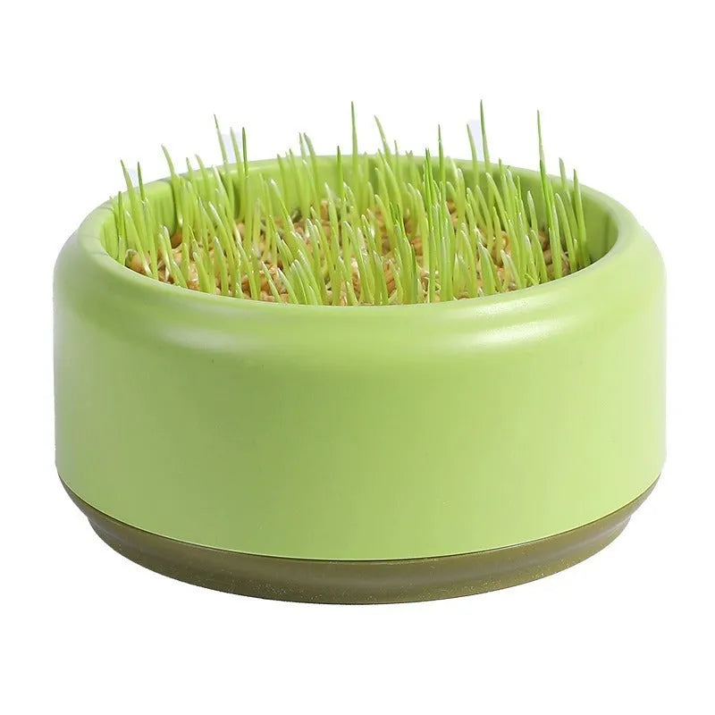 Blue, green, and yellow plastic cups for hydroponic cat grass growing with seed packets.