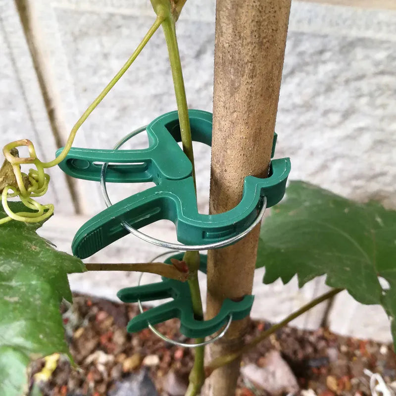 Green plastic and zinc plant fixing clips for supporting tomatoes, cucumbers, and climbing vines.
