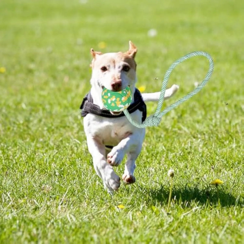 Natural rubber dog ball attached to a nylon rope for fetch and tug-of-war games.