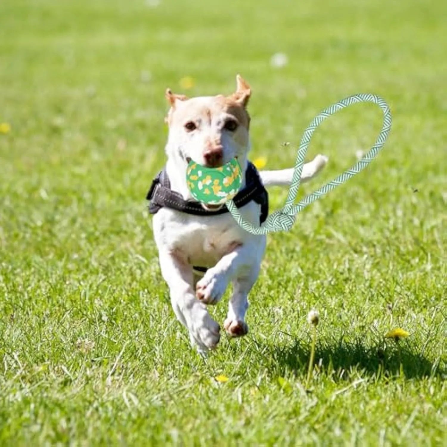 Natural rubber dog ball attached to a nylon rope for fetch and tug-of-war games.