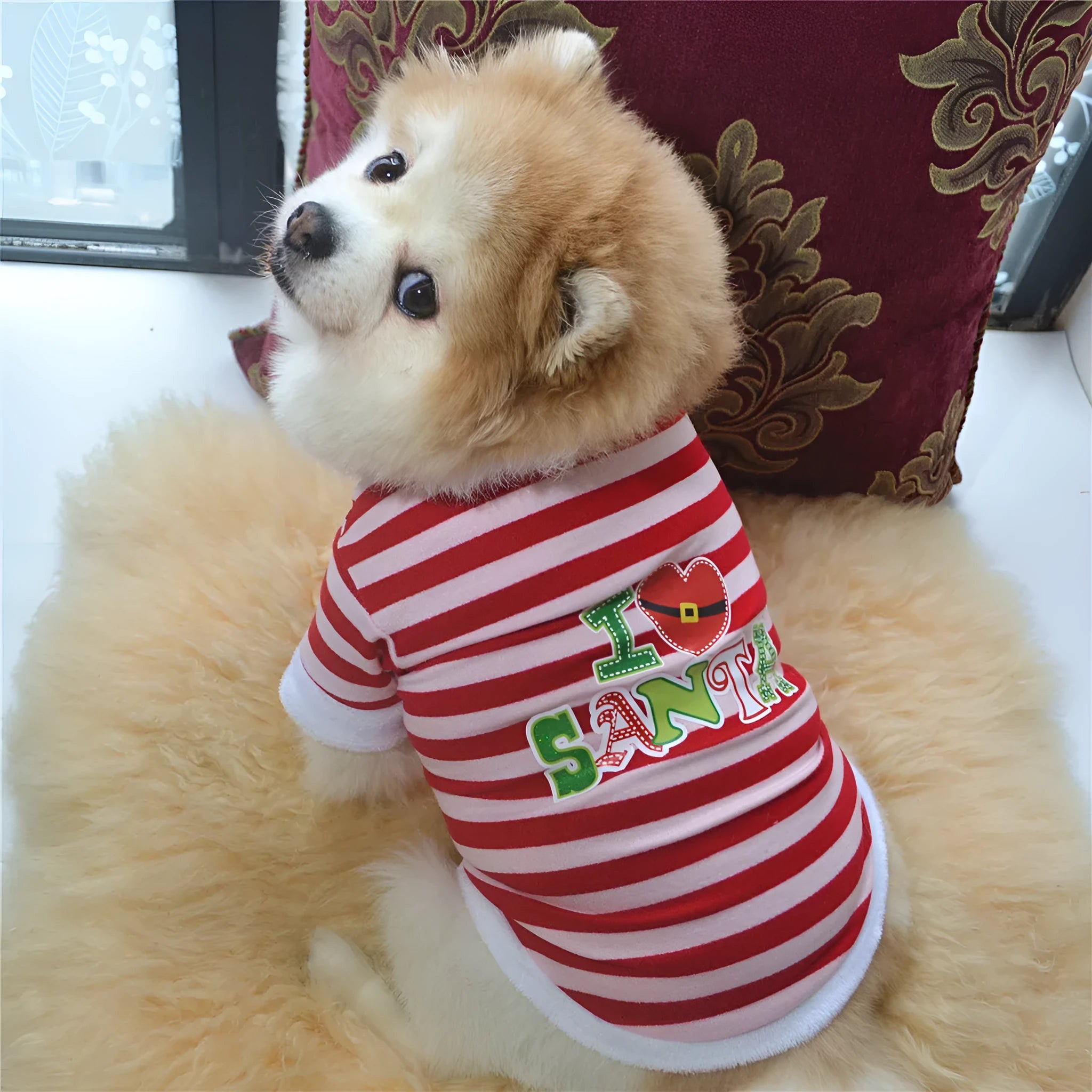 Christmas dog coat cotton terry with hairy border on small dog
