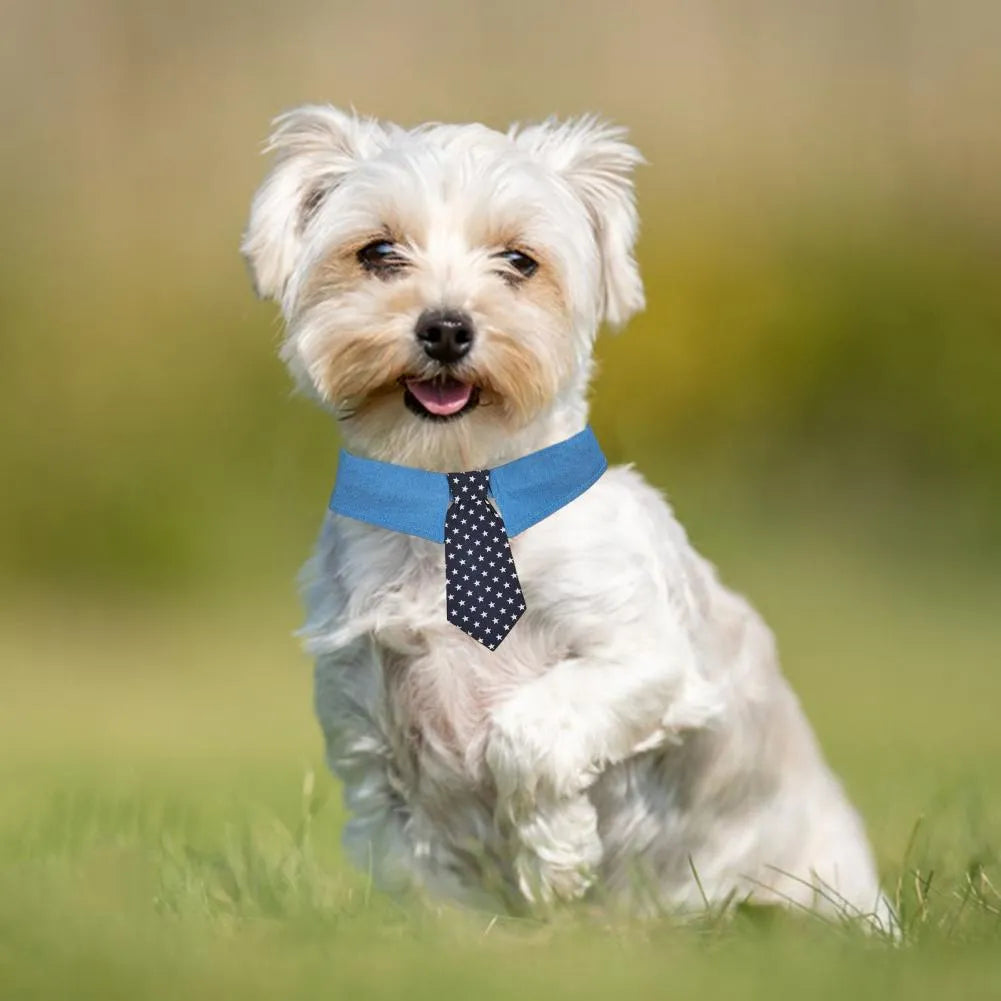Blue denim dog collar with white star pattern necktie, adjustable fastener tape, shown in three sizes
