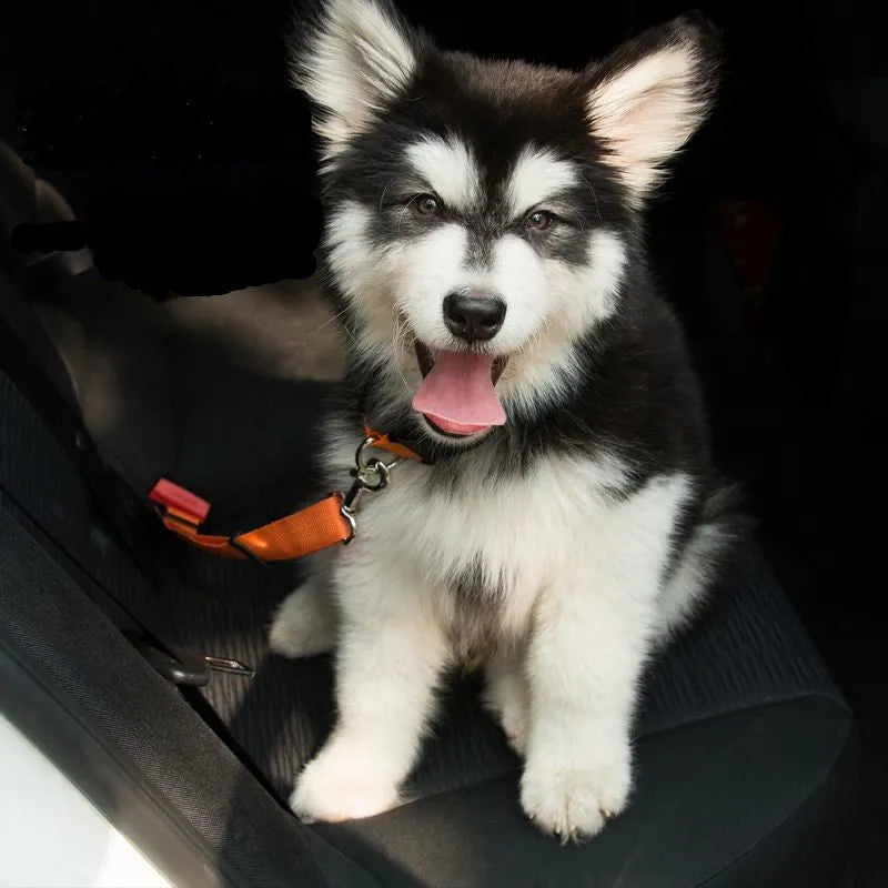Black adjustable dog seat belt with reflective safety rope attached to car seat belt buckle, polyester webbing and alloy joint visible