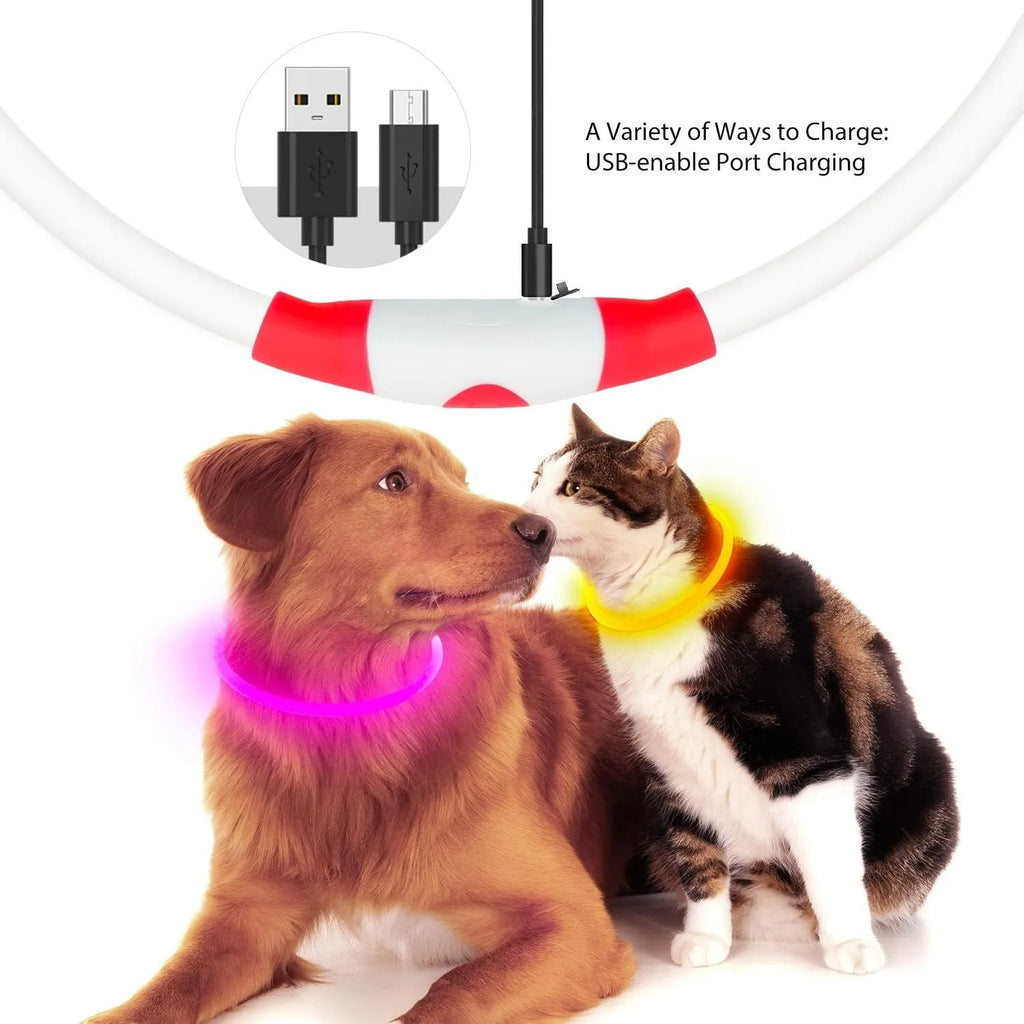 Blue USB rechargeable LED dog collar glowing in the dark on a dog's neck.