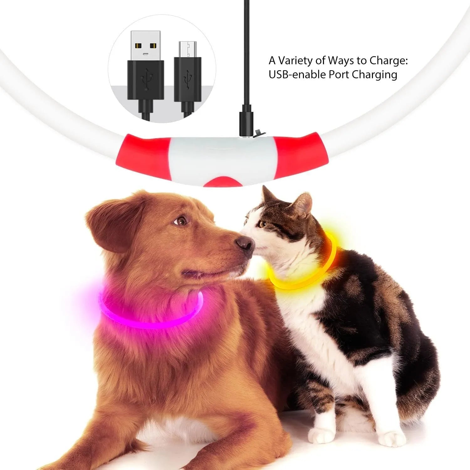 Blue USB rechargeable LED dog collar glowing in the dark on a dog's neck.