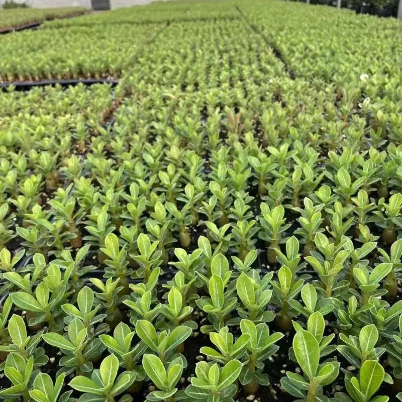 Bare-root desert rose Adenium obesum seedlings arranged on surface showing roots and caudex