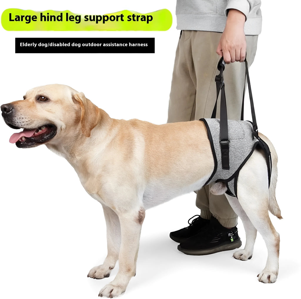 Grey neoprene dog rear leg recovery belt showing adjustable sizing for canine injury rehabilitation support