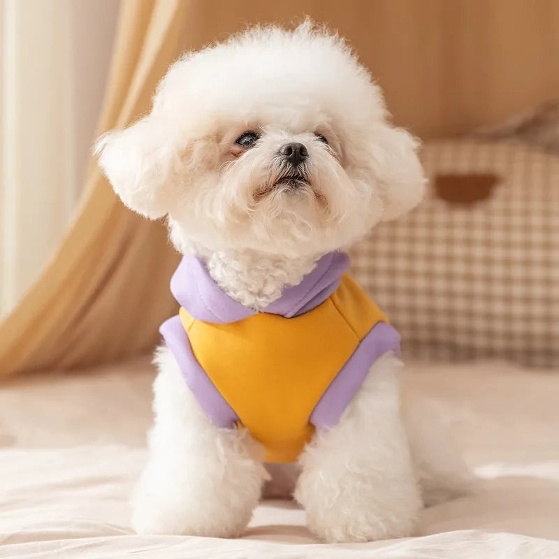 Cute cartoon bear dog hoodie in blue on small teddy bear pet for autumn winter