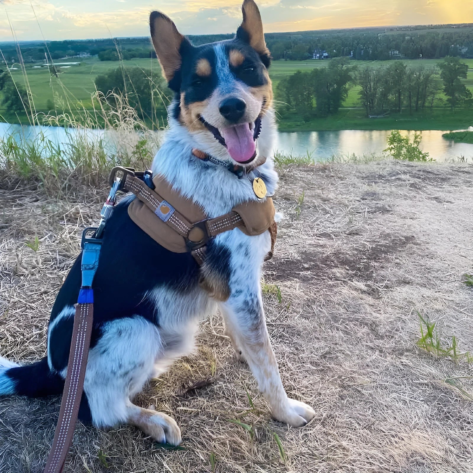 Dog wearing adjustable chest strap training belt with reflective hand holding rope attached