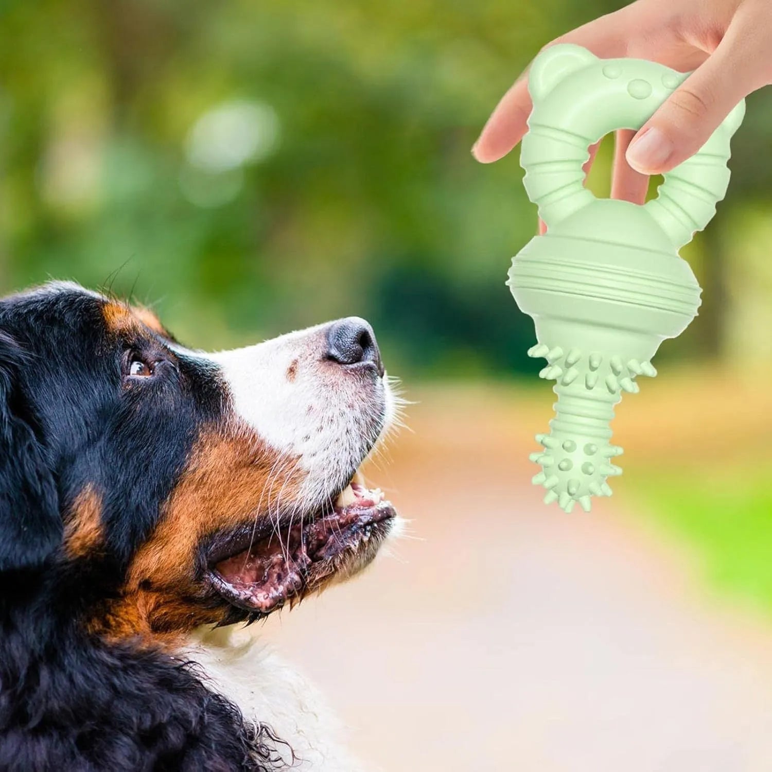 Blue, green, and pink molar-shaped rubber dog chew toy with textured surface and bell.