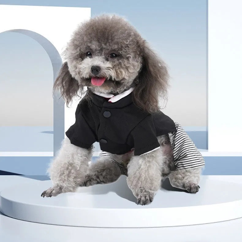 Poodle wearing either a cotton skirt or four-legged trousers, showcasing the two style options for seasonal dog clothing.