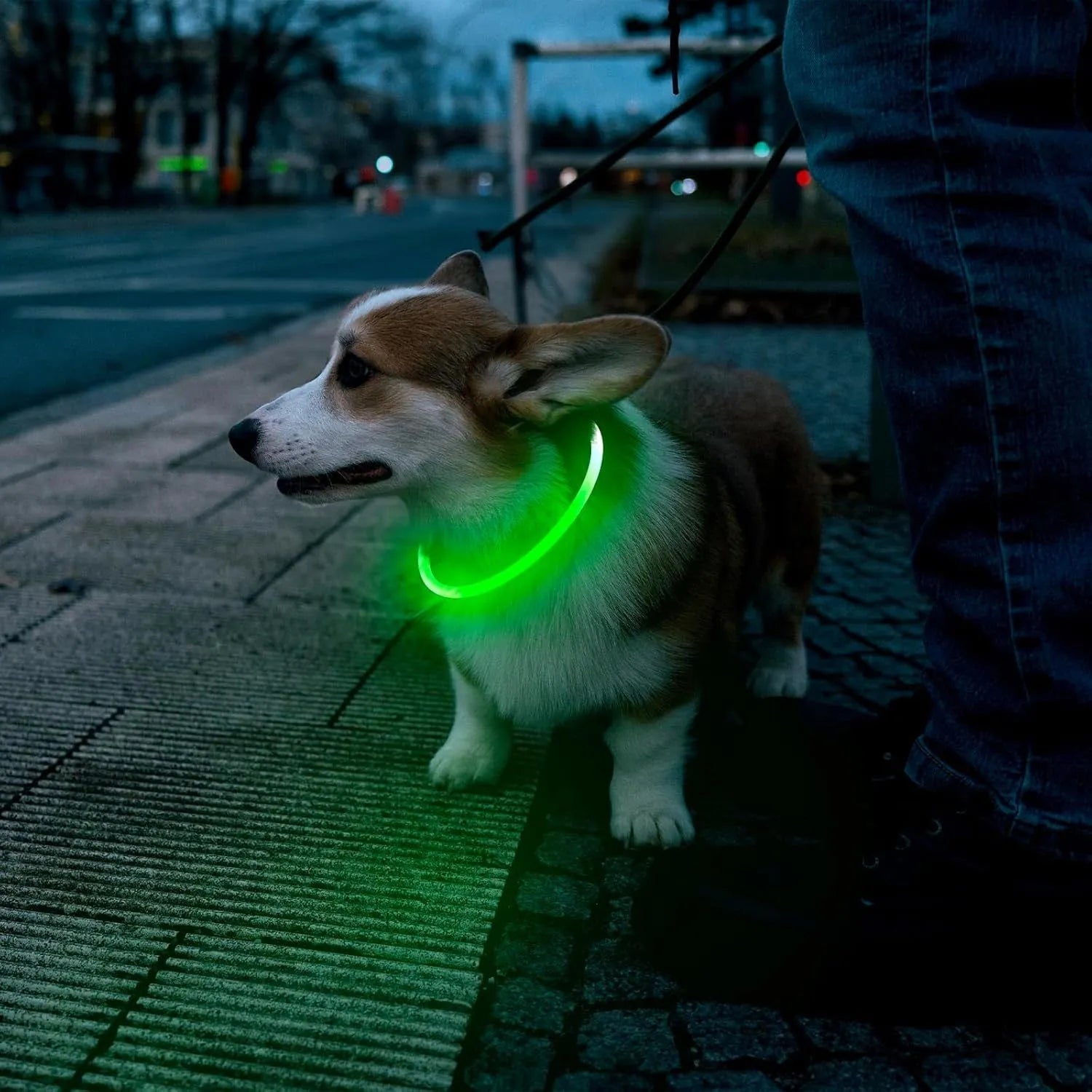 Blue USB rechargeable LED dog collar glowing in the dark on a dog's neck.
