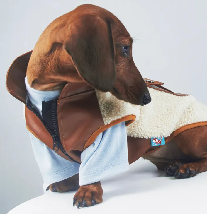 Dog or cat wearing a lambswool autumn winter coat with small leather pocket in black colour