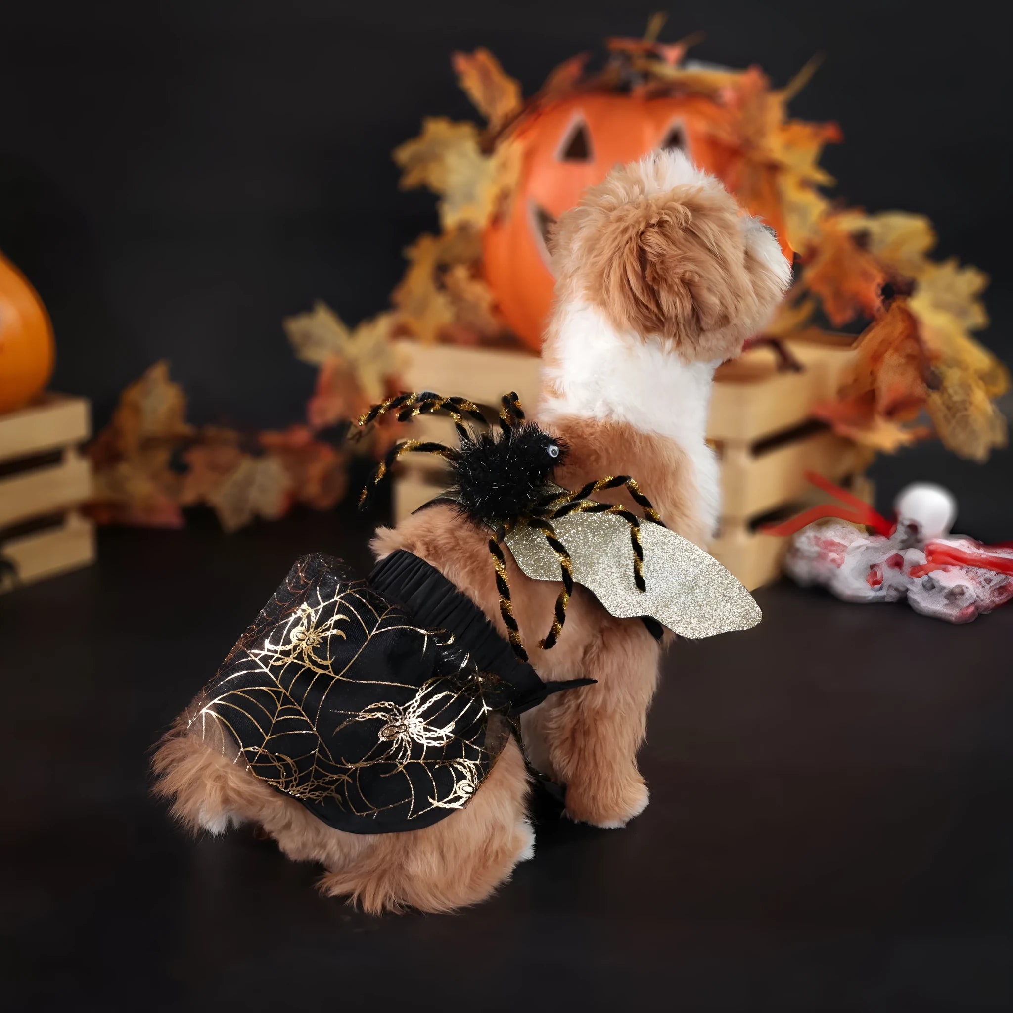 A dog wearing a classic black and white suit-style Halloween costume, showing the full-body design.