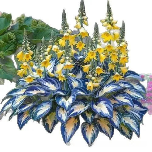 Pack of Coloured Leaves Jade Barrettes flower seeds containing 50 pellets for potted and balcony gardening.
