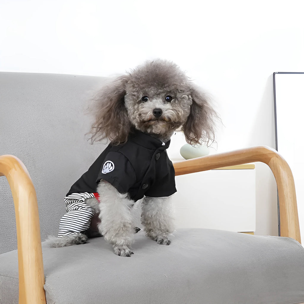 Poodle wearing either a cotton skirt or four-legged trousers, showcasing the two style options for seasonal dog clothing.