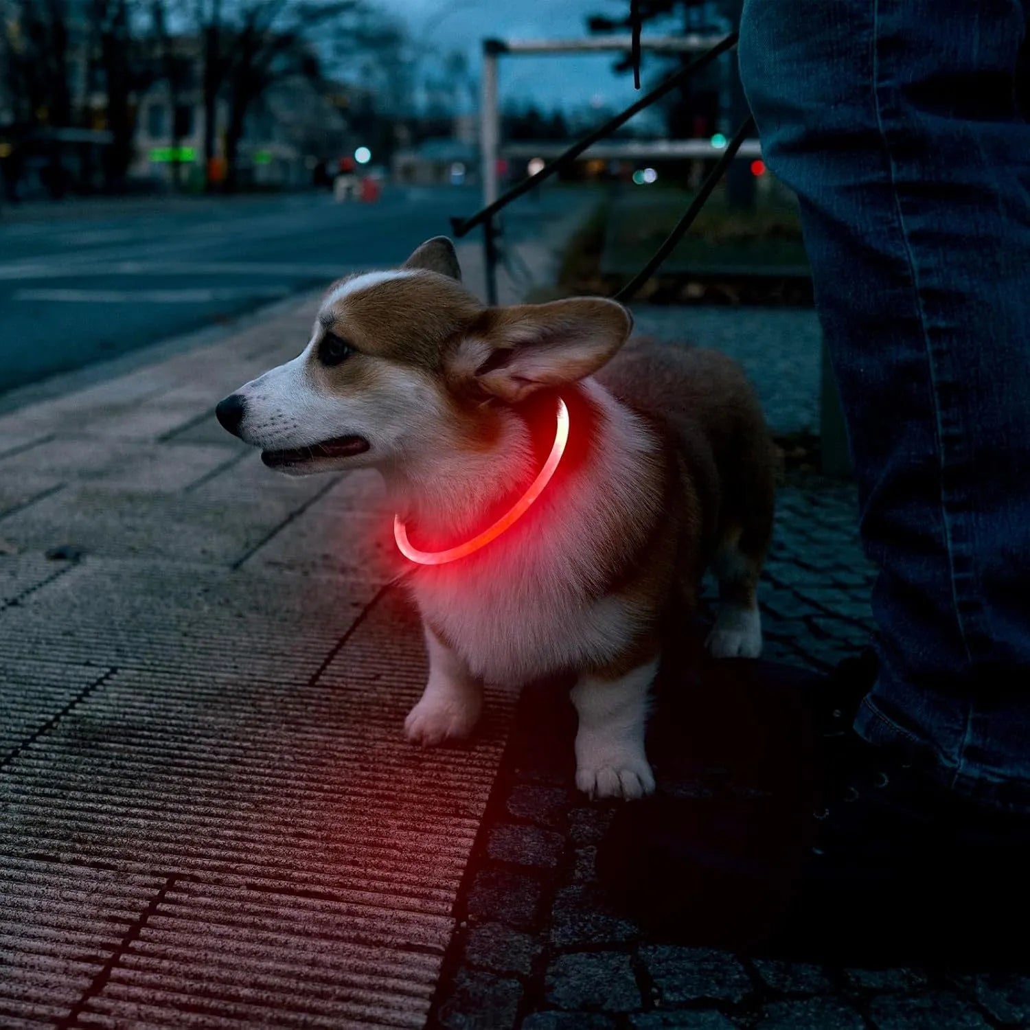 Blue USB rechargeable LED dog collar glowing in the dark on a dog's neck.