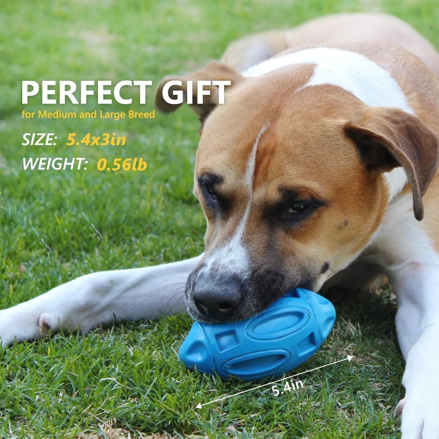 Blue natural rubber squeaky dog chew ball with grooved surface, for medium and large breeds.