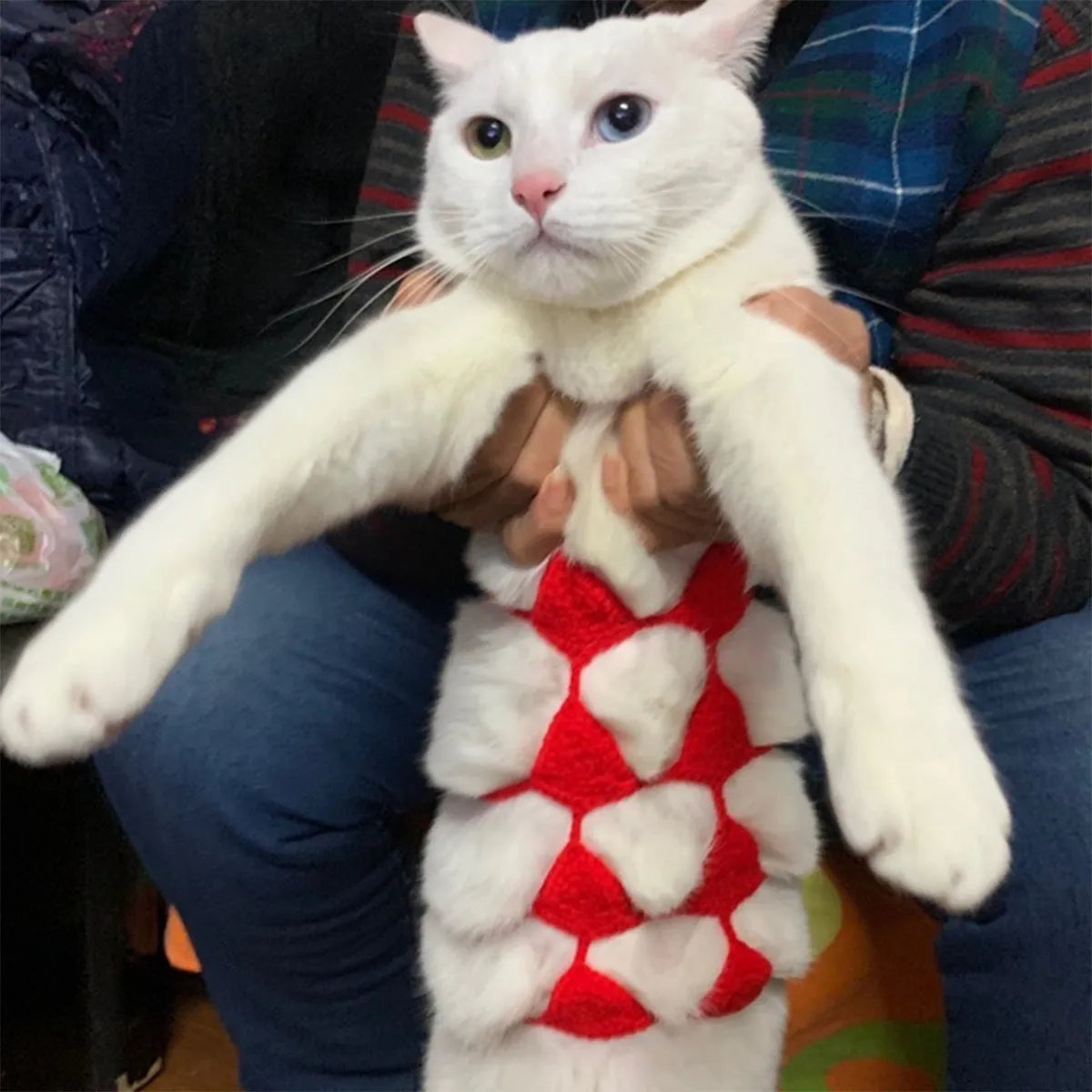 Cat wearing black bikini costume with matching bra for Halloween party