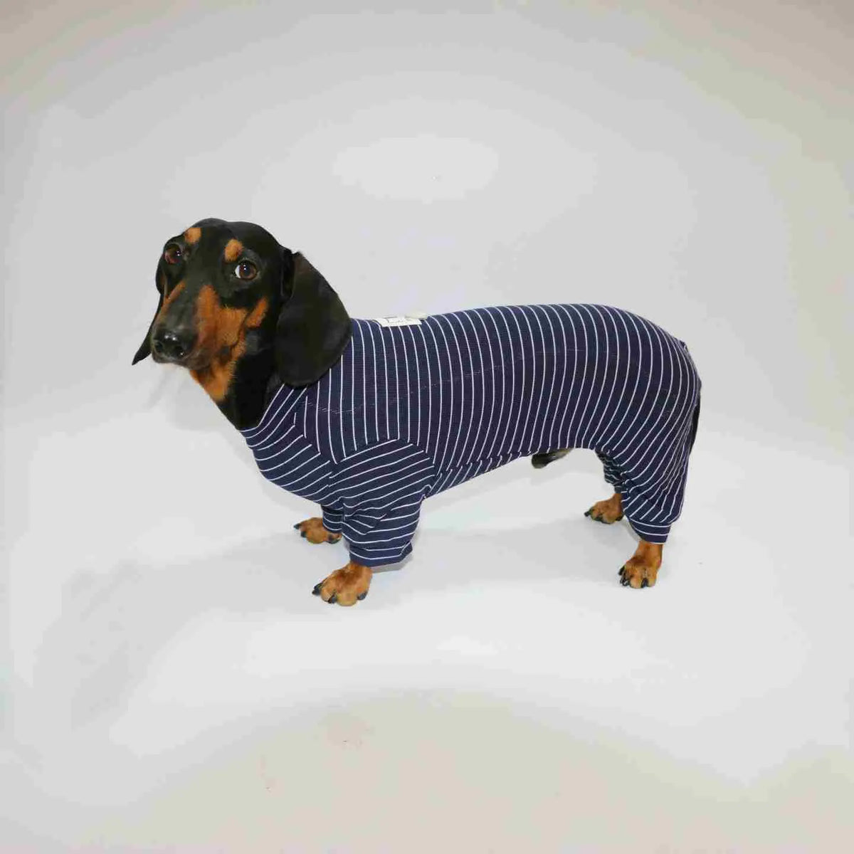 Thin striped four-legged pet clothes in white with black stripes or navy blue, sizes S to XXL
