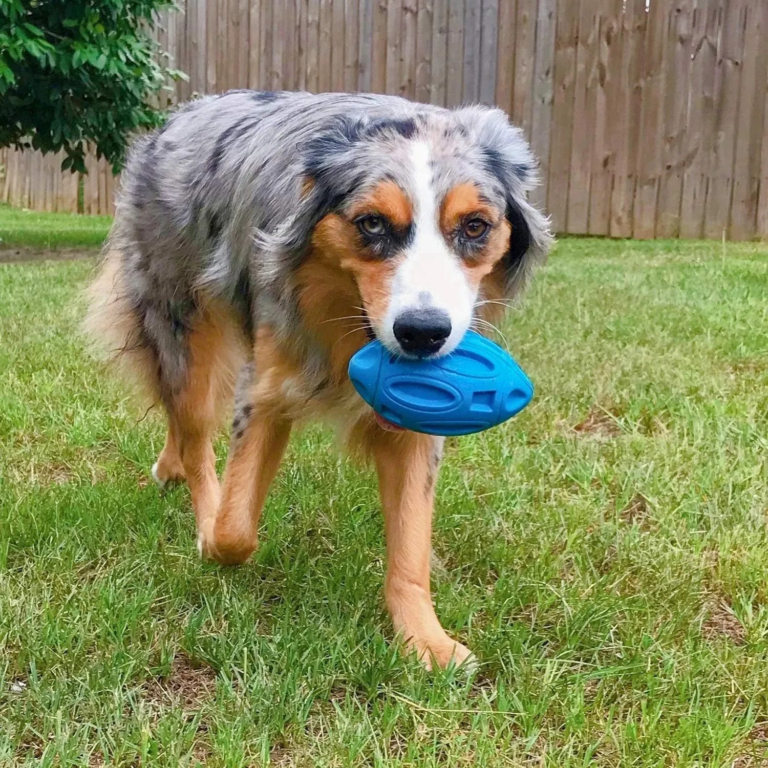 Blue natural rubber squeaky dog chew ball with grooved surface, for medium and large breeds.