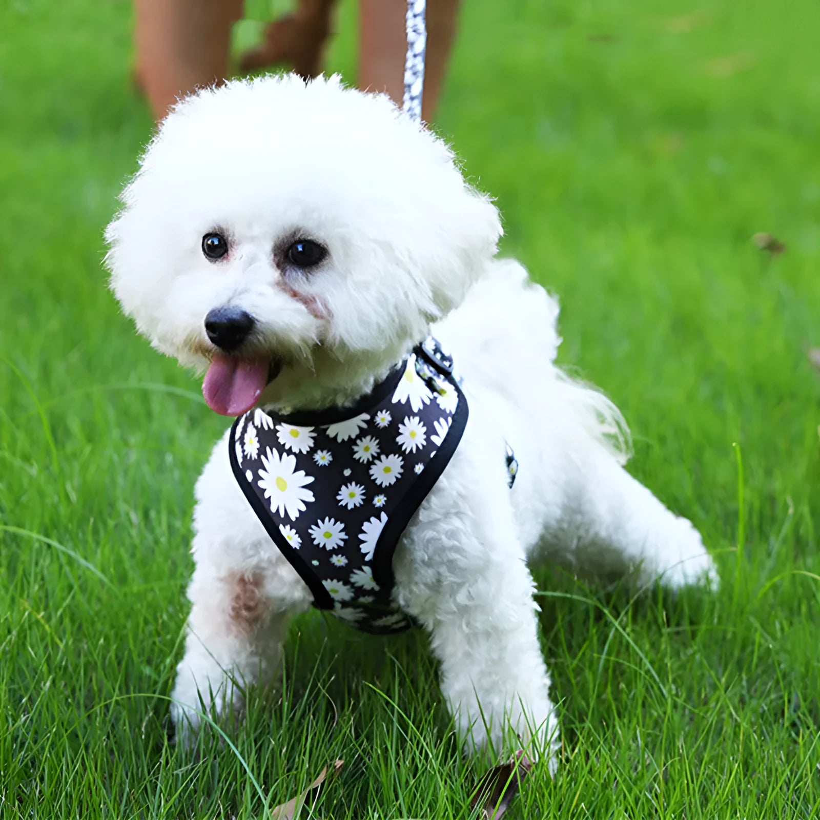 Pet breathable dog harness leash set with printing pattern on cloth material for walking