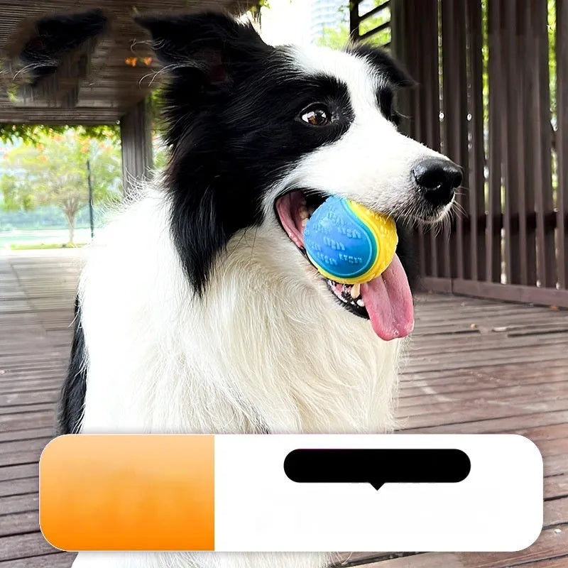TPR rubber dog training ball with sound feature in dual-colour design
