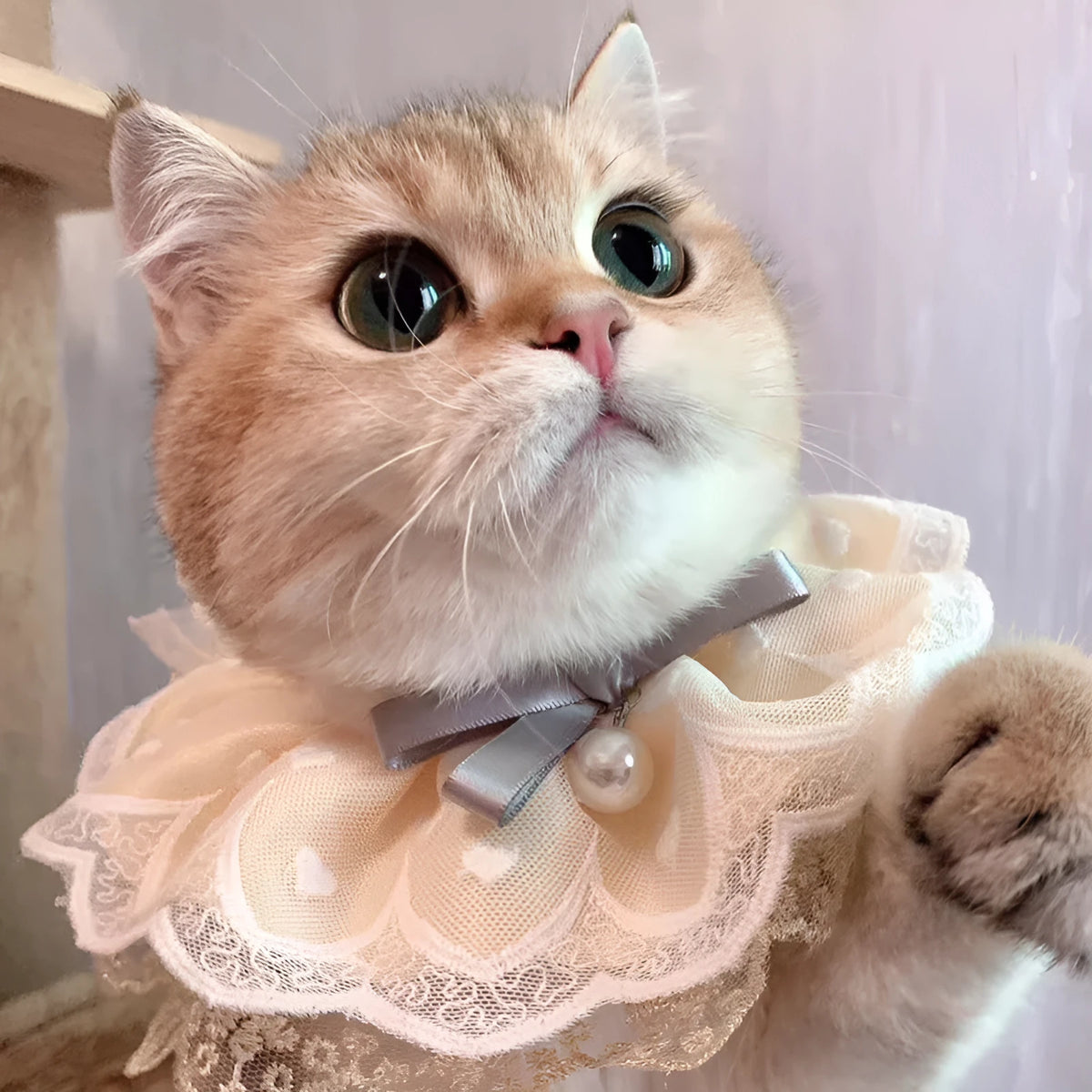 Yellow cotton polyester cat bib with lace trim, princess style, sizes XS S M L, lace and side lacing measurements shown.