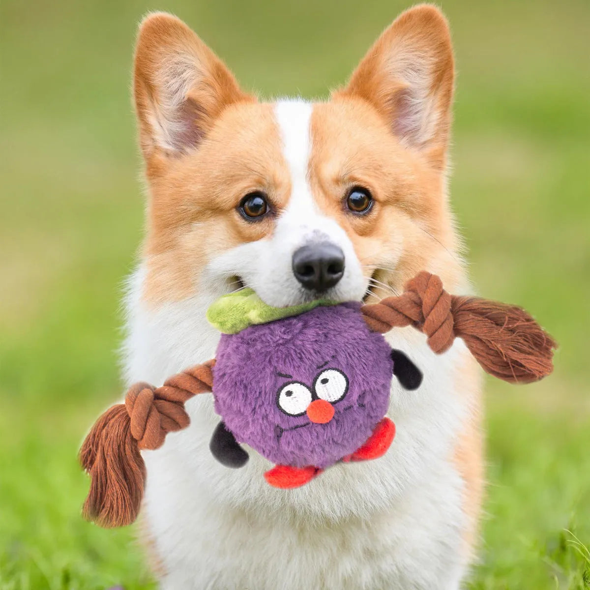 Green or purple plush rope knot dog toy with built-in molar tooth elements for tug-of-war and dental play
