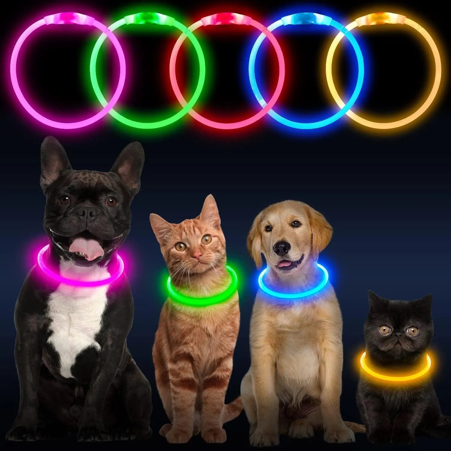 Blue USB rechargeable LED dog collar glowing in the dark on a dog's neck.