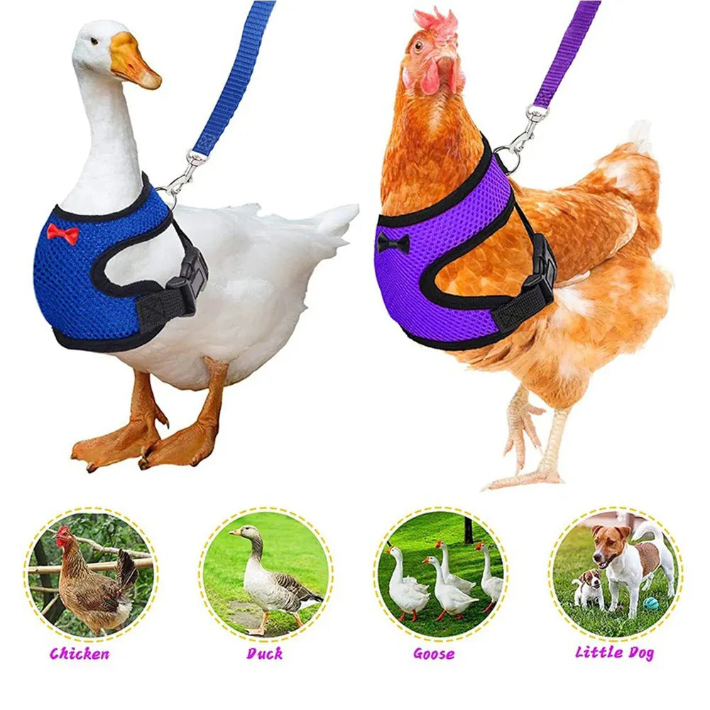 Poultry harness vest set with matching collar and bow tie in multiple colours for chickens and ducks