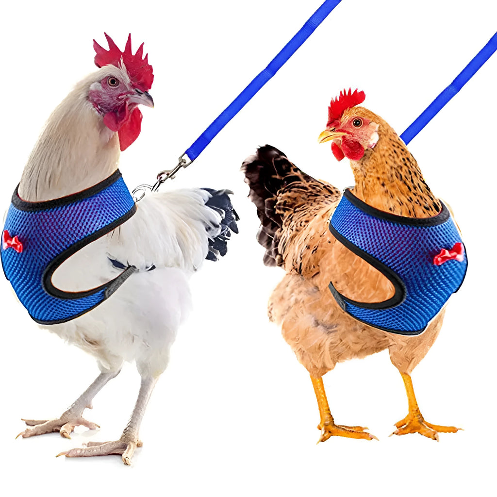 Poultry harness vest set with matching collar and bow tie in multiple colours for chickens and ducks