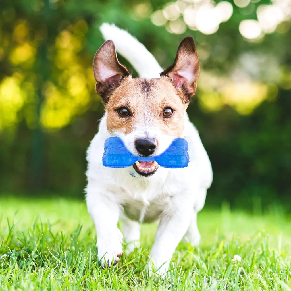 A freezable bone or circle-shaped dog chew toy, shown with treats, designed for cooling and teething relief.