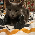 Funny muscle hand cat hanging toy in plastic, available in black colour