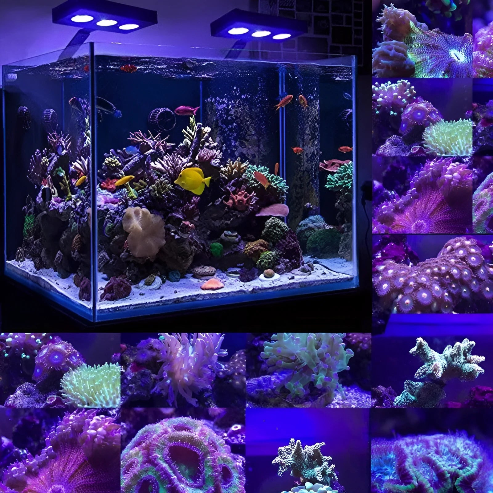 Water Knight M5 full spectrum coral LED light with imported CREE beads for marine aquarium
